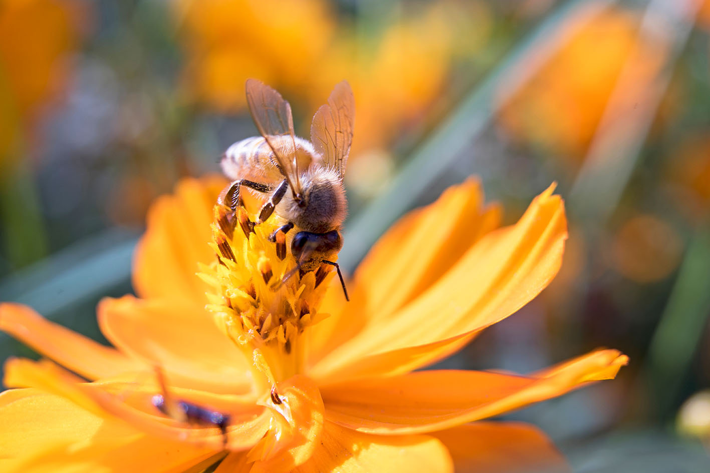 Μέλισσα πάνω σε λουλούδι
