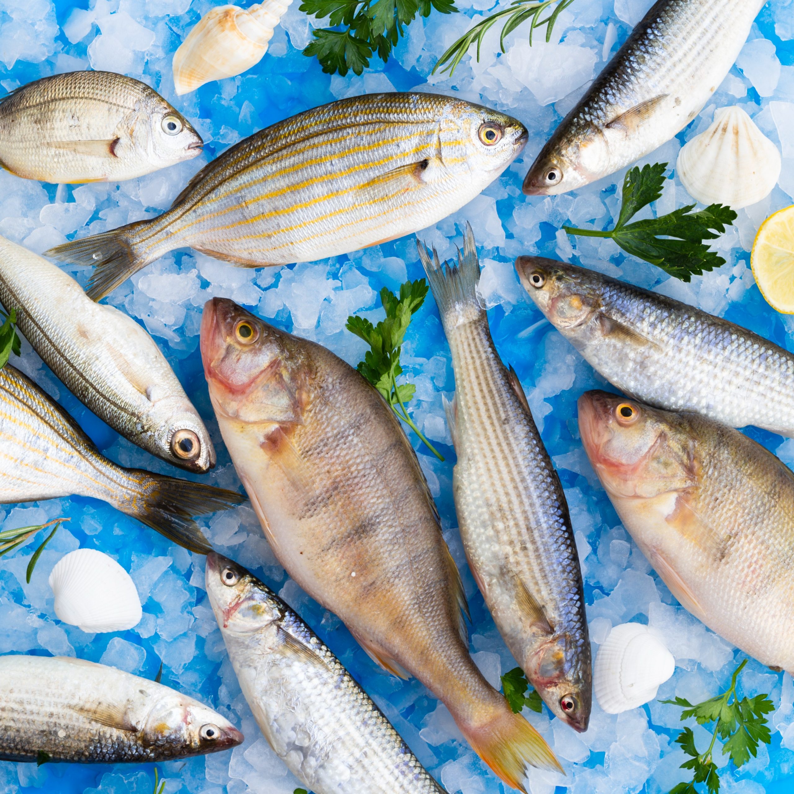 Φρέσκα ψάρια