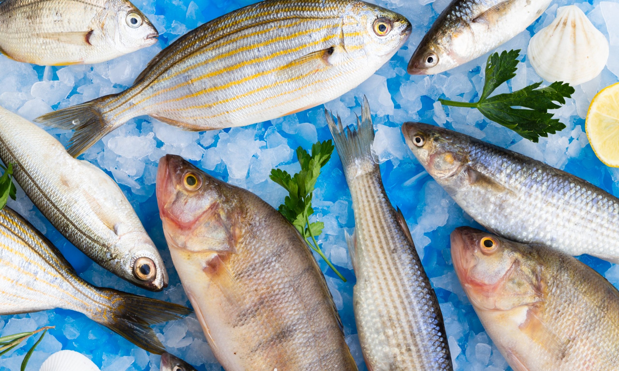 Φρέσκα ψάρια