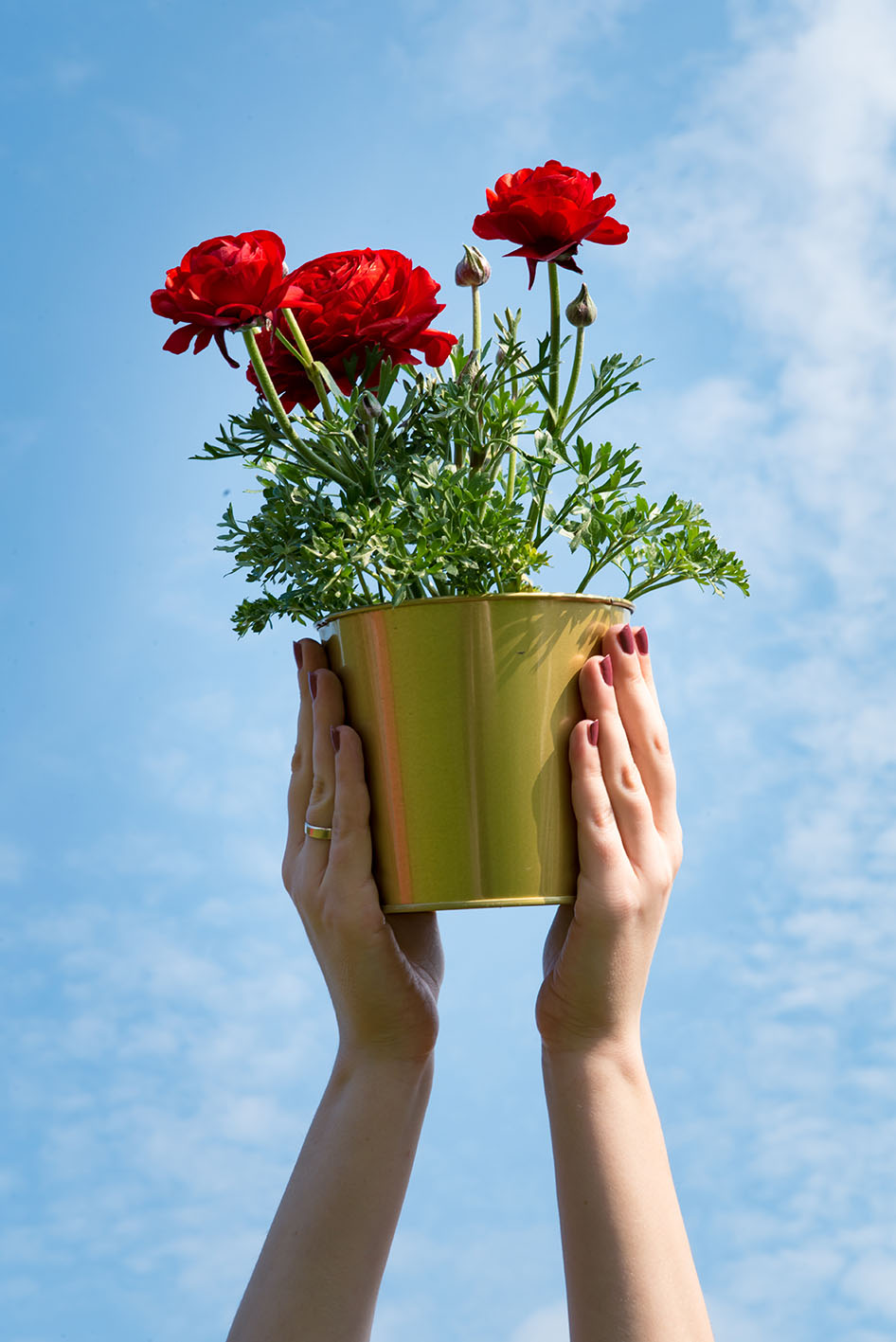 Χέρια κρατάνε ψηλά γλάστρα με λουλούδια