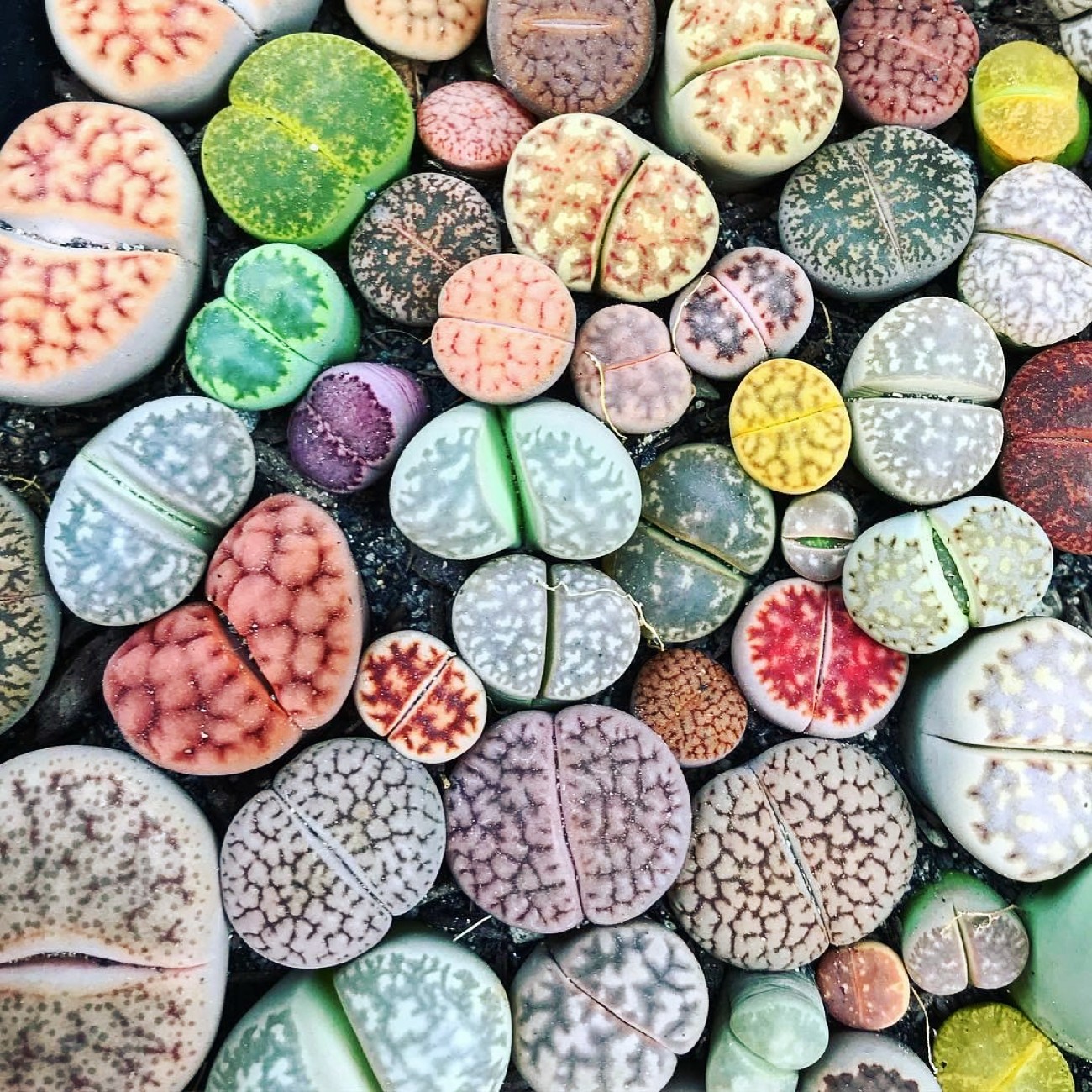 Το φυτό λίθοπας που μοιάζει με βότσαλο