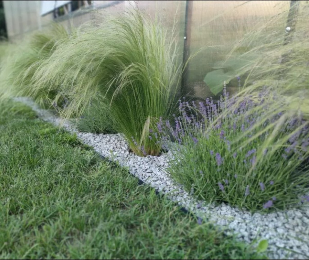 Το φυτό στίπα