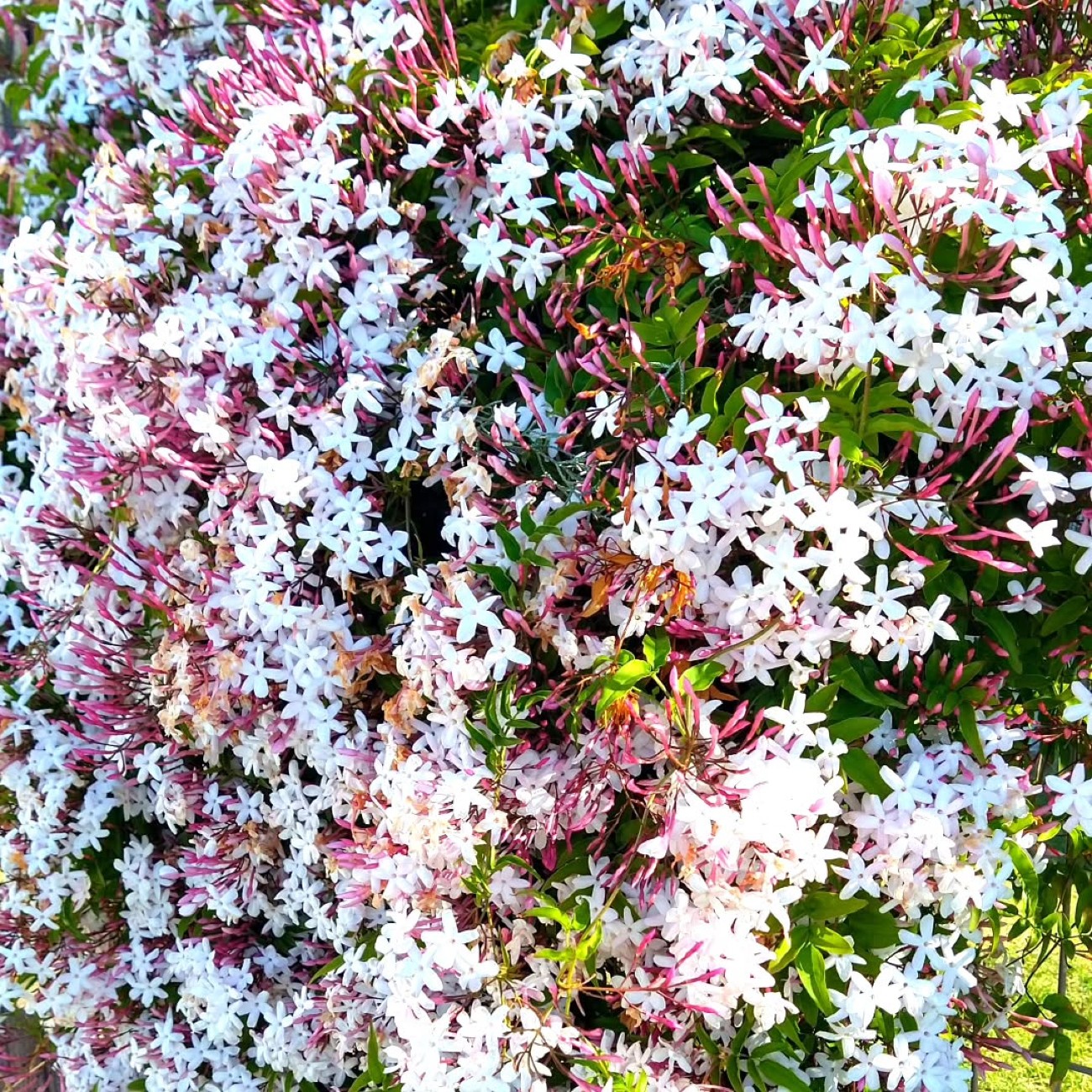 Ανθισμένο γιασεμί