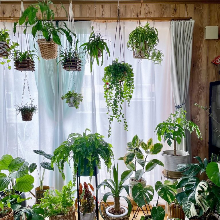 Φυτά και κρεμαστές γλάστρες