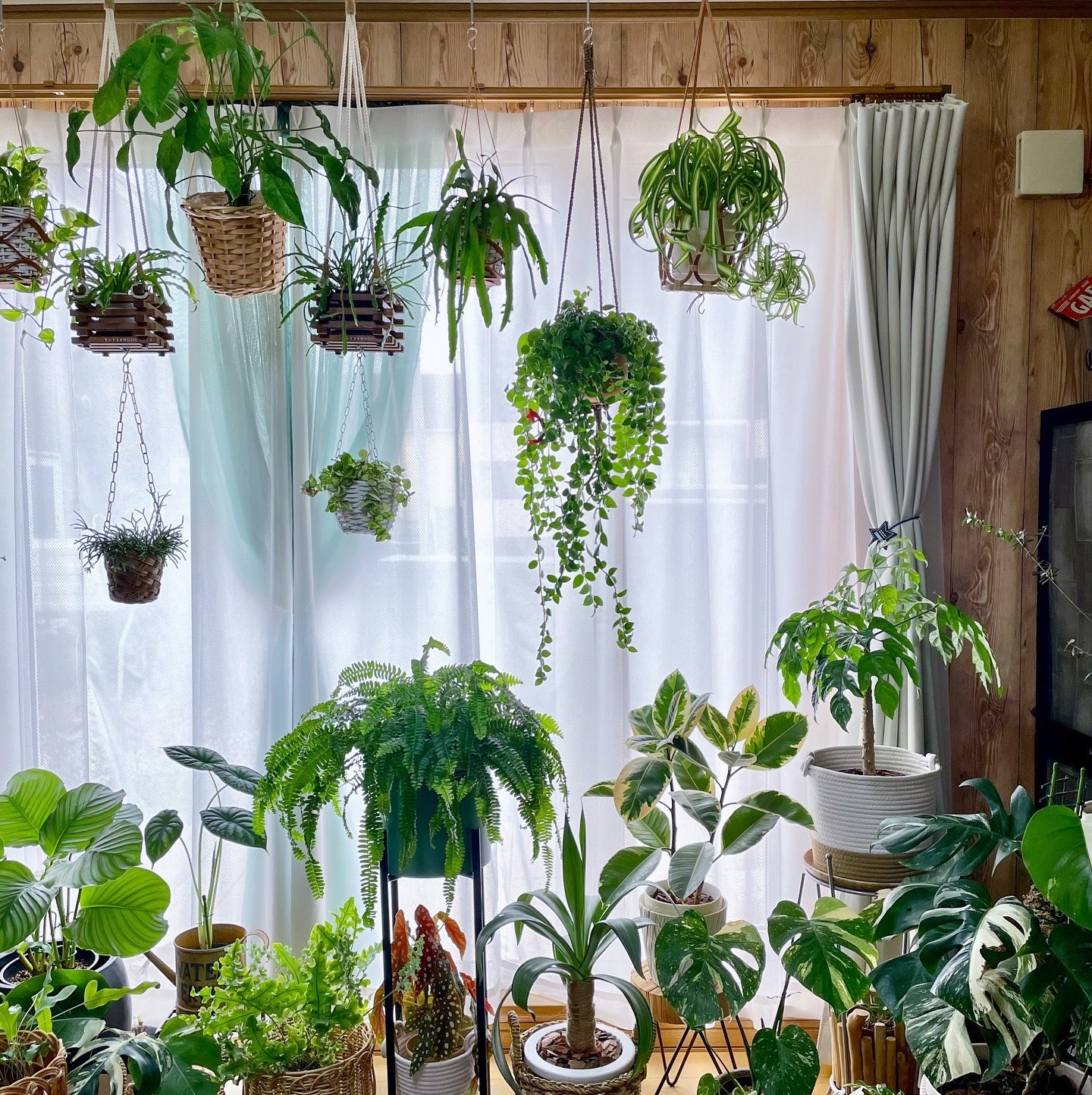 Φυτά και κρεμαστές γλάστρες