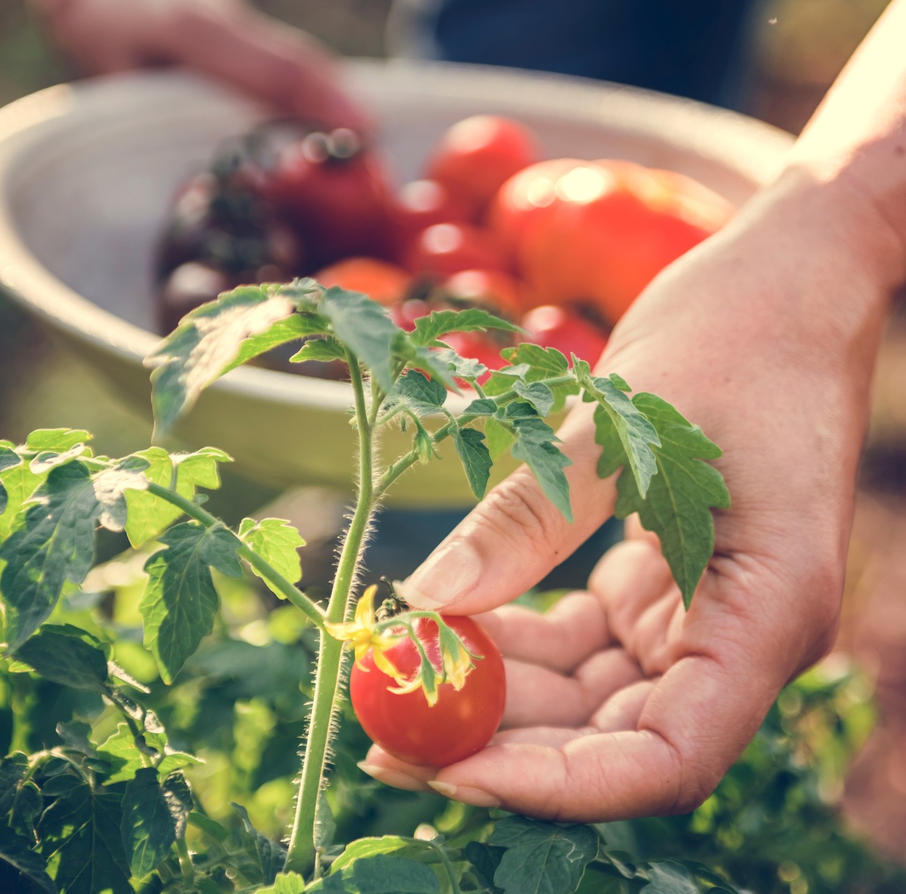 Ντοματίνια από κήπο