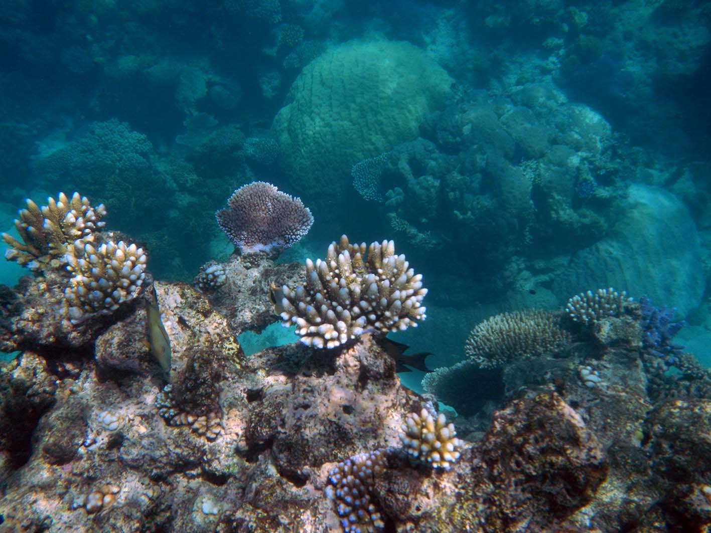 Το Great Barrier Reef, στην Αυστραλία.
