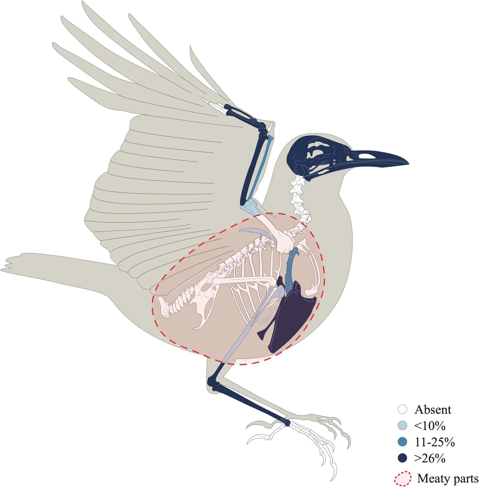 Σκελετική αναπαράσταση υπολειμμάτων τσίχλας από Pollentia.