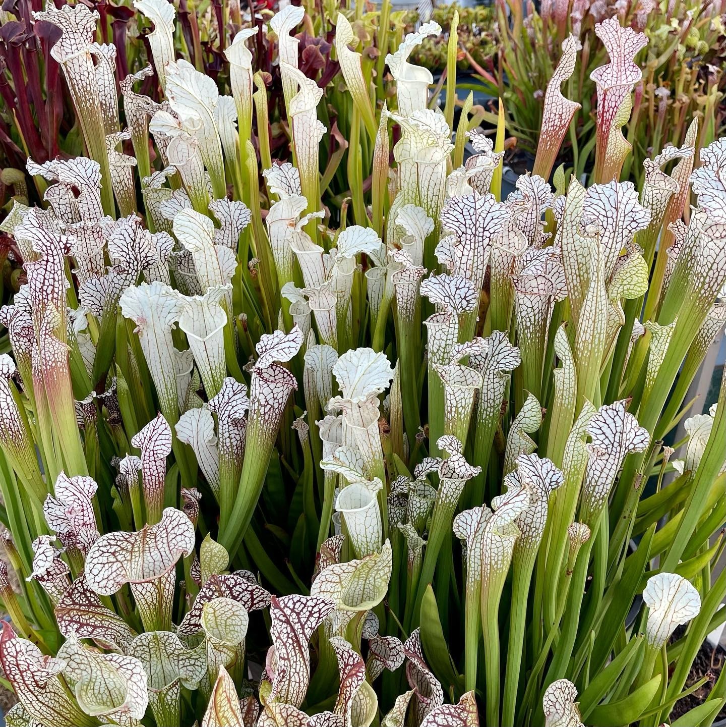 Το σαρκοφάγο φυτό σαρακένια