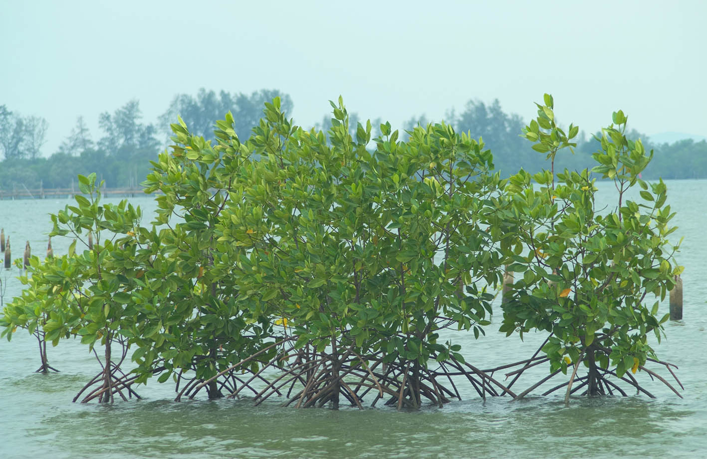 Μαγκρόβιο δέντρο