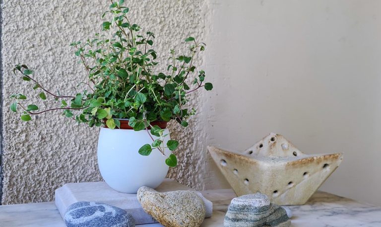 Αρωματικά βοτάνια που χαρίζουν υγεία