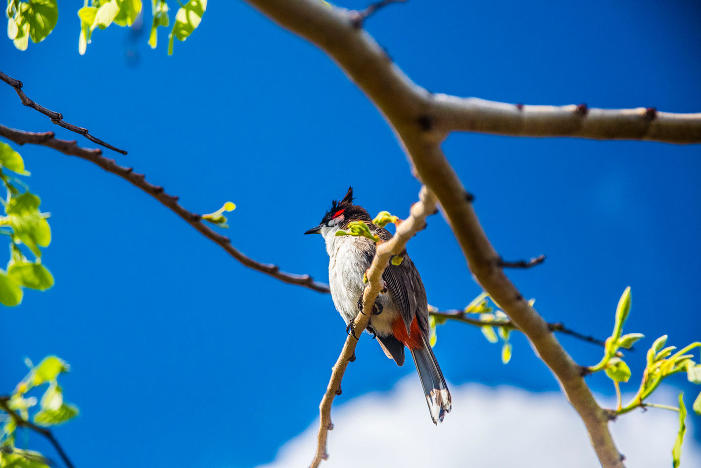 Πουλί σε κλαδί δένδρου