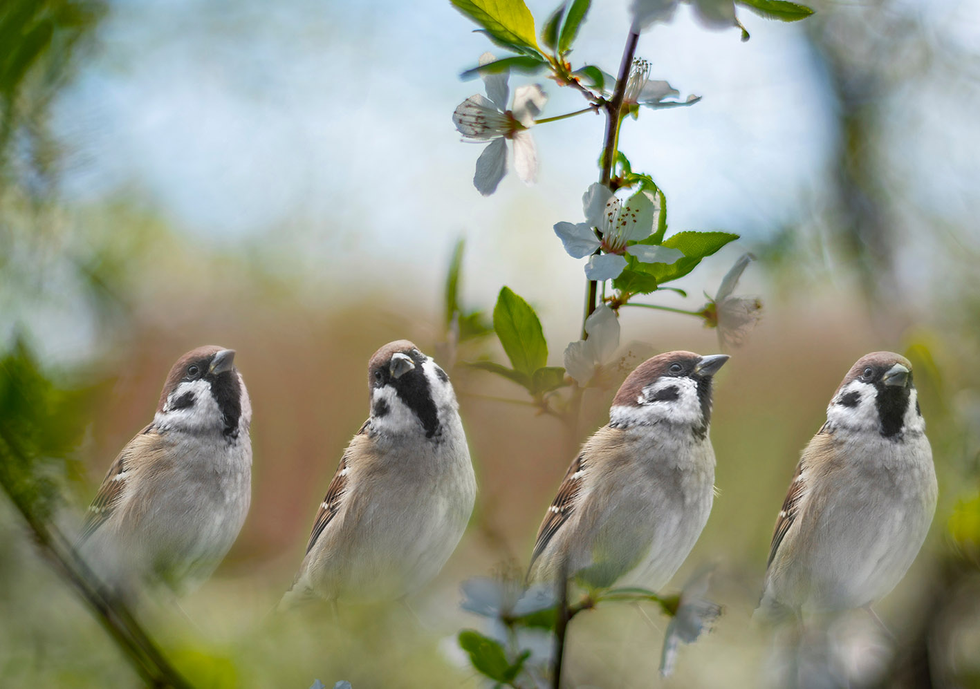 Σπουργίτια σε κλαδί δένδρου