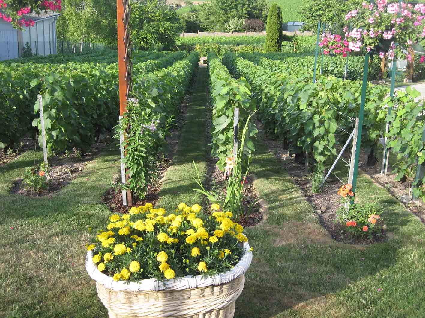 Γαλλία Βουργουνδια αμπέλια