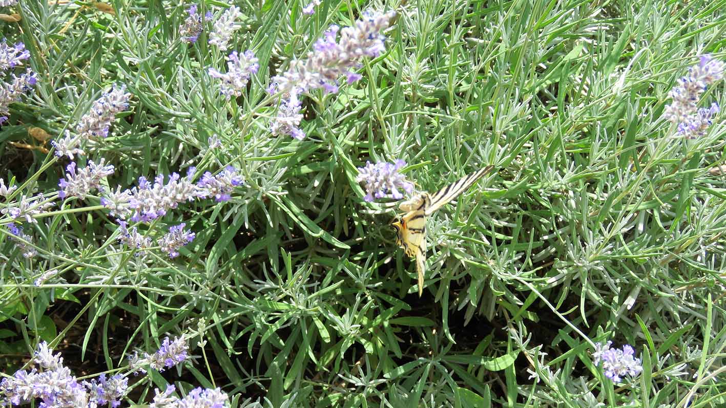 Δεντρολίβανο