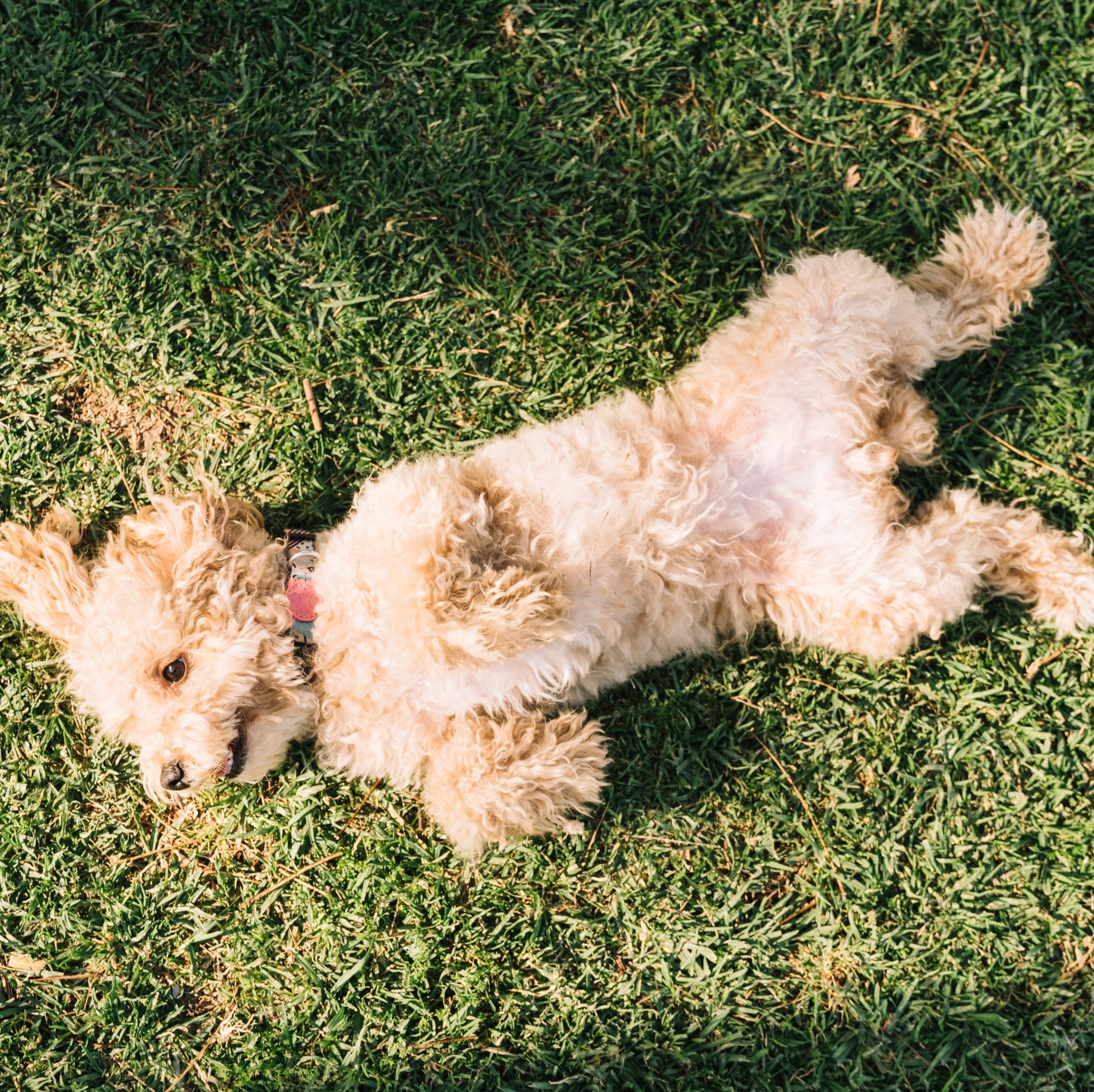 Σκύλος στο πάρκο