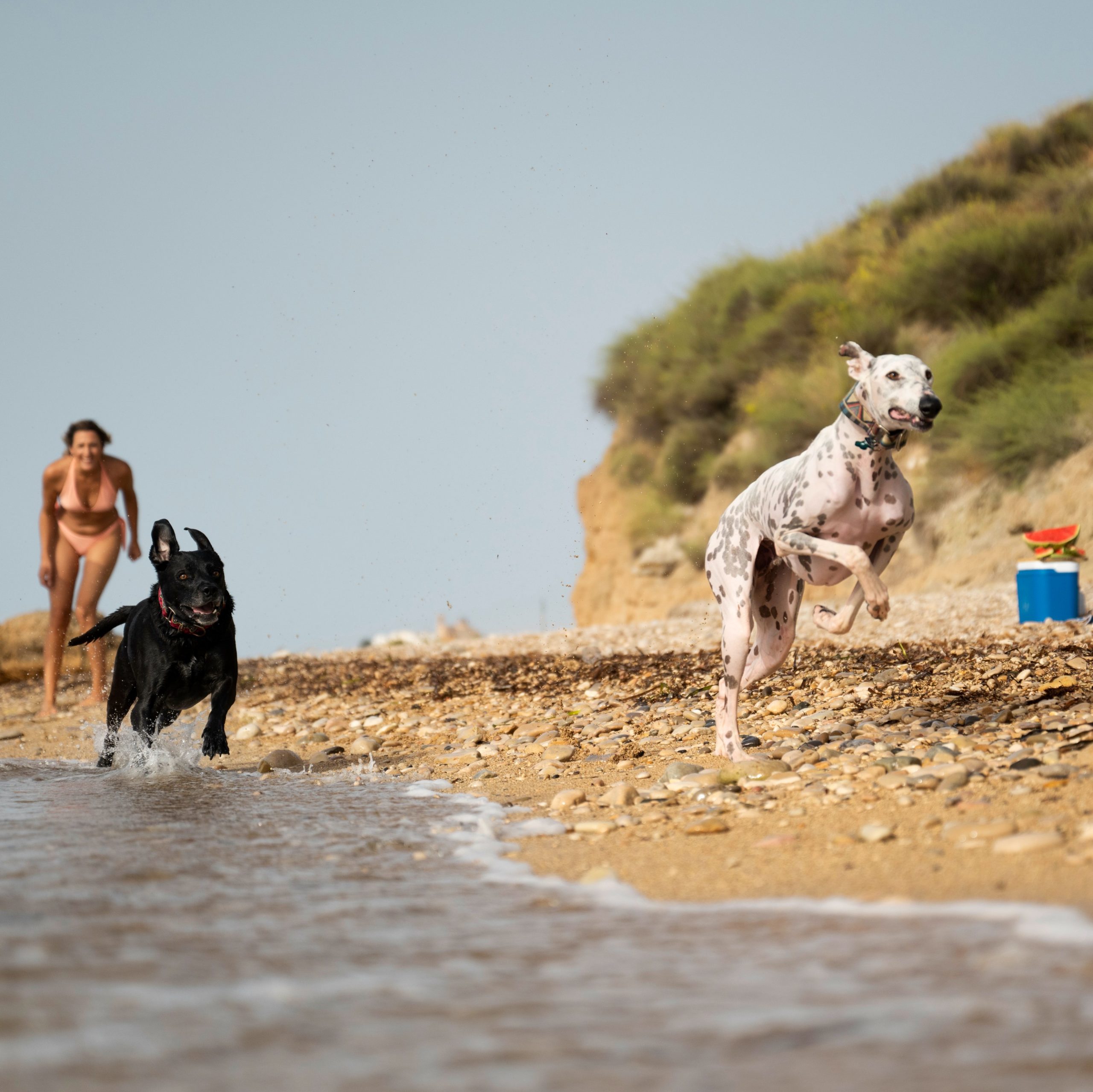 Σκυλιά παίζουν στην παραλία