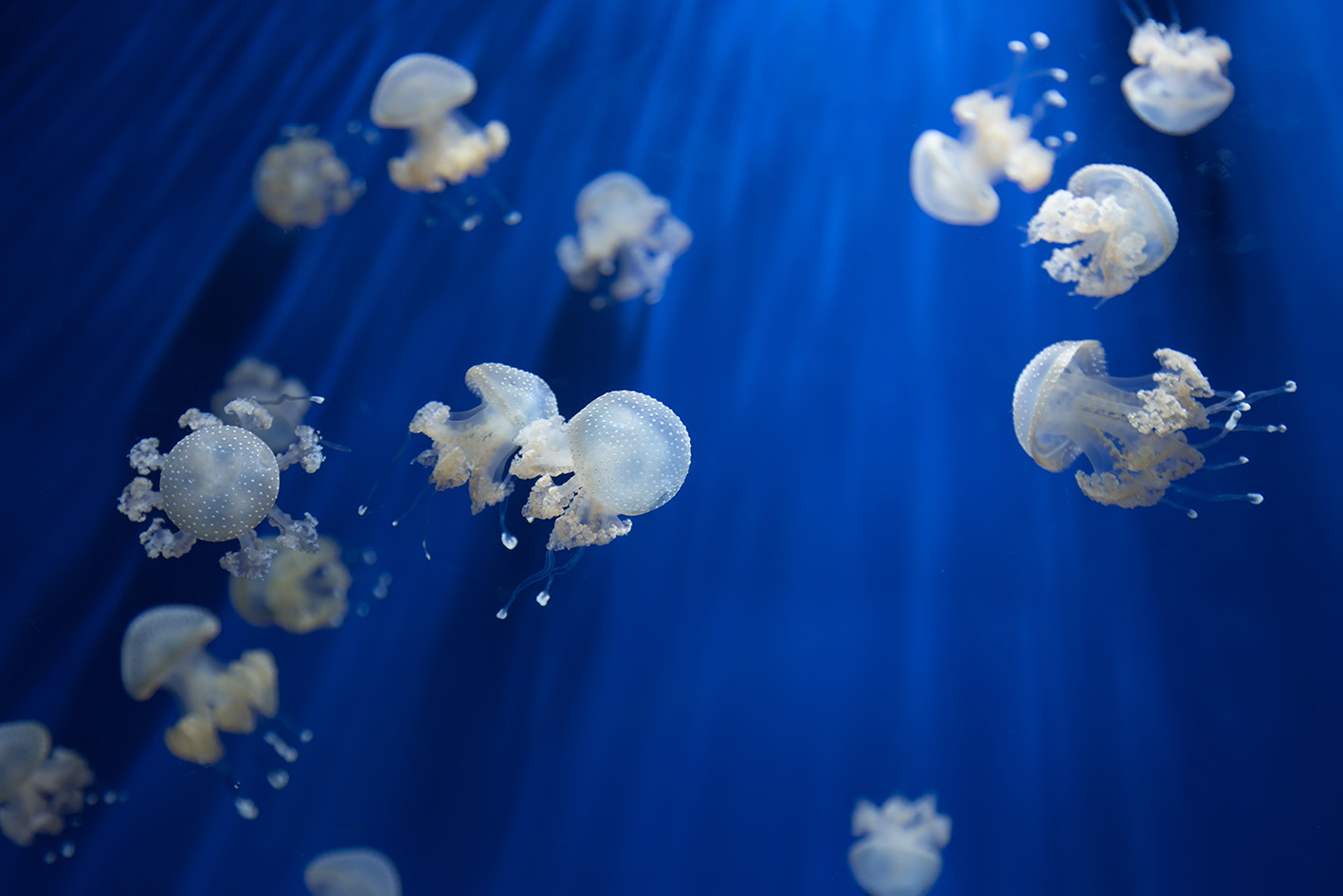 jellyfish