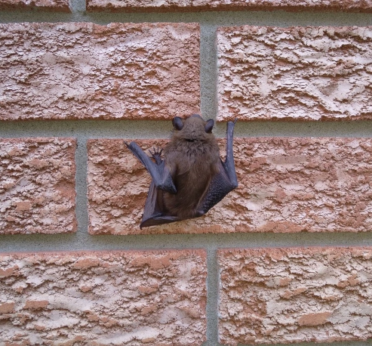 Νυχτερίδα σε τοίχο σπιτιού