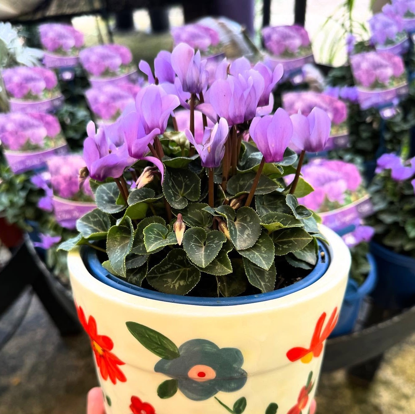 Μωβ κυκλάμινο