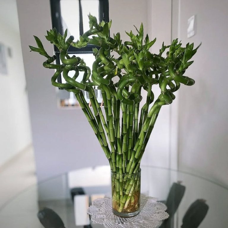 Το φυτό Lucky Bamboo