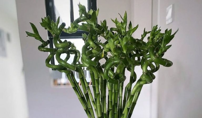Το φυτό Lucky Bamboo