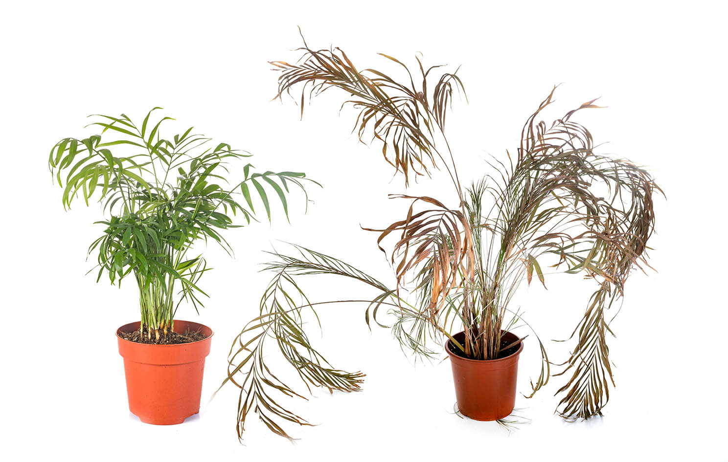 Φυτά ξερά και υγιή