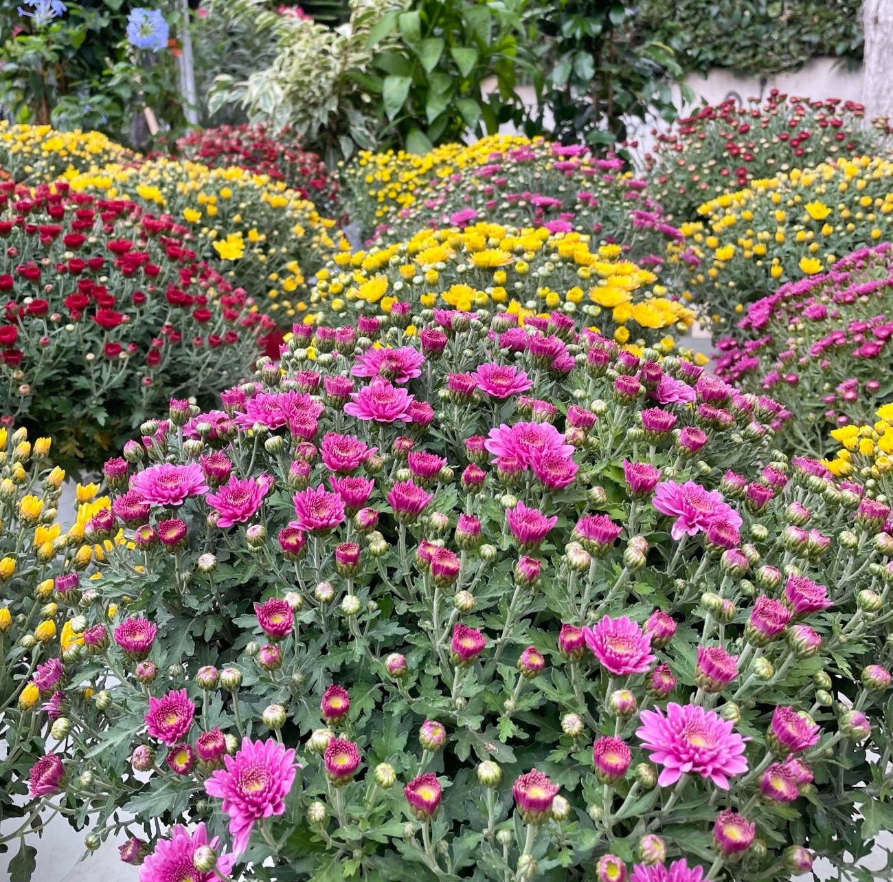 Ανθισμένα χρυσάνθεμα