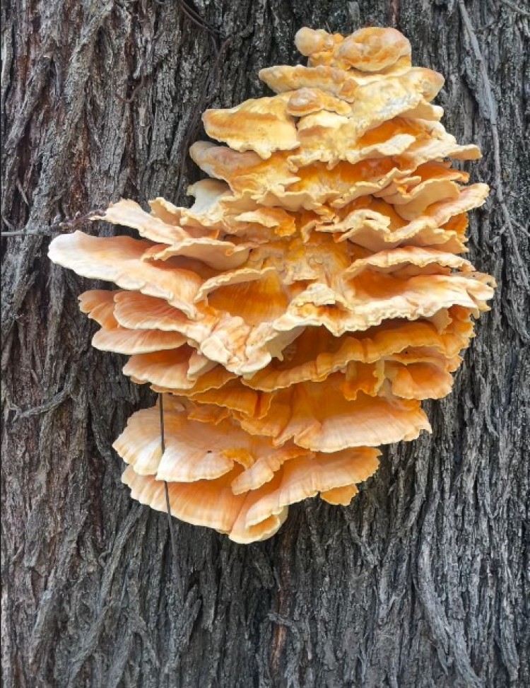 Μανιτάρια "κατόπουλο του δάσους"