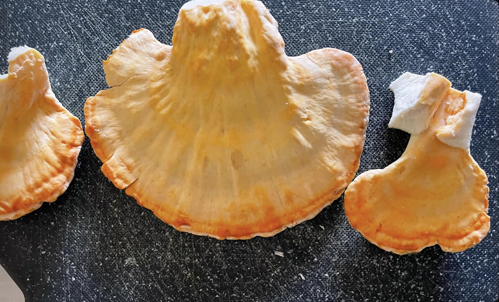 Μανιτάρια "κατόπουλο του δάσους"