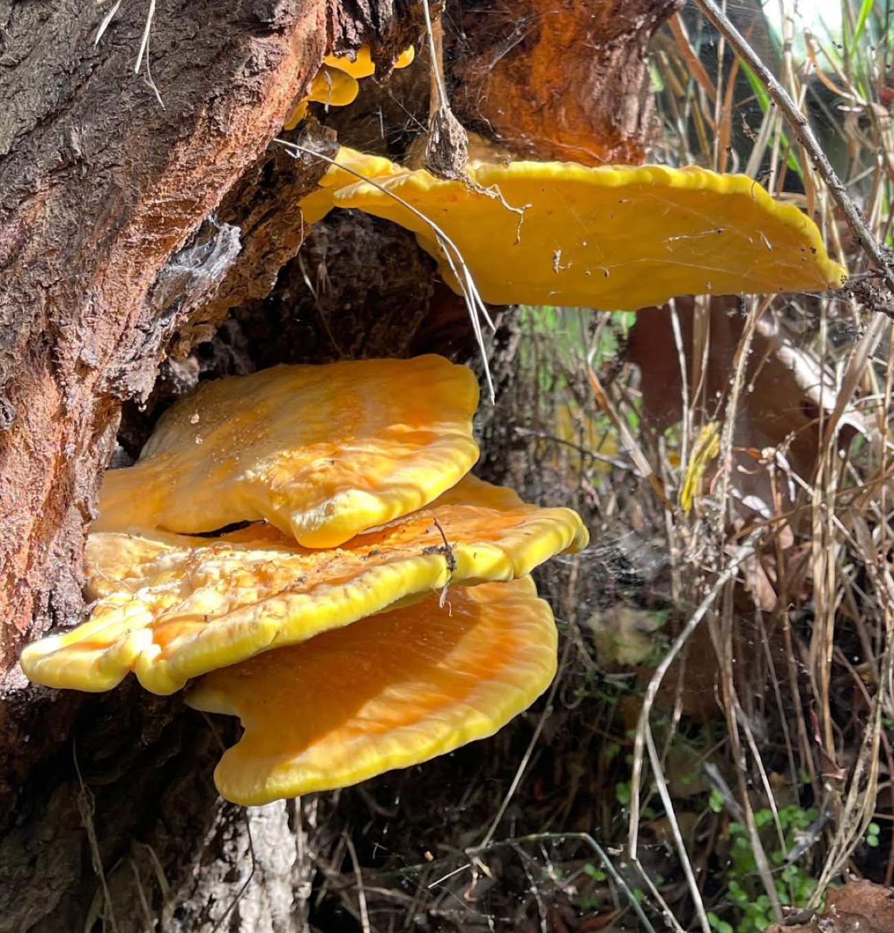 Μανιτάρια "κατόπουλο του δάσους"