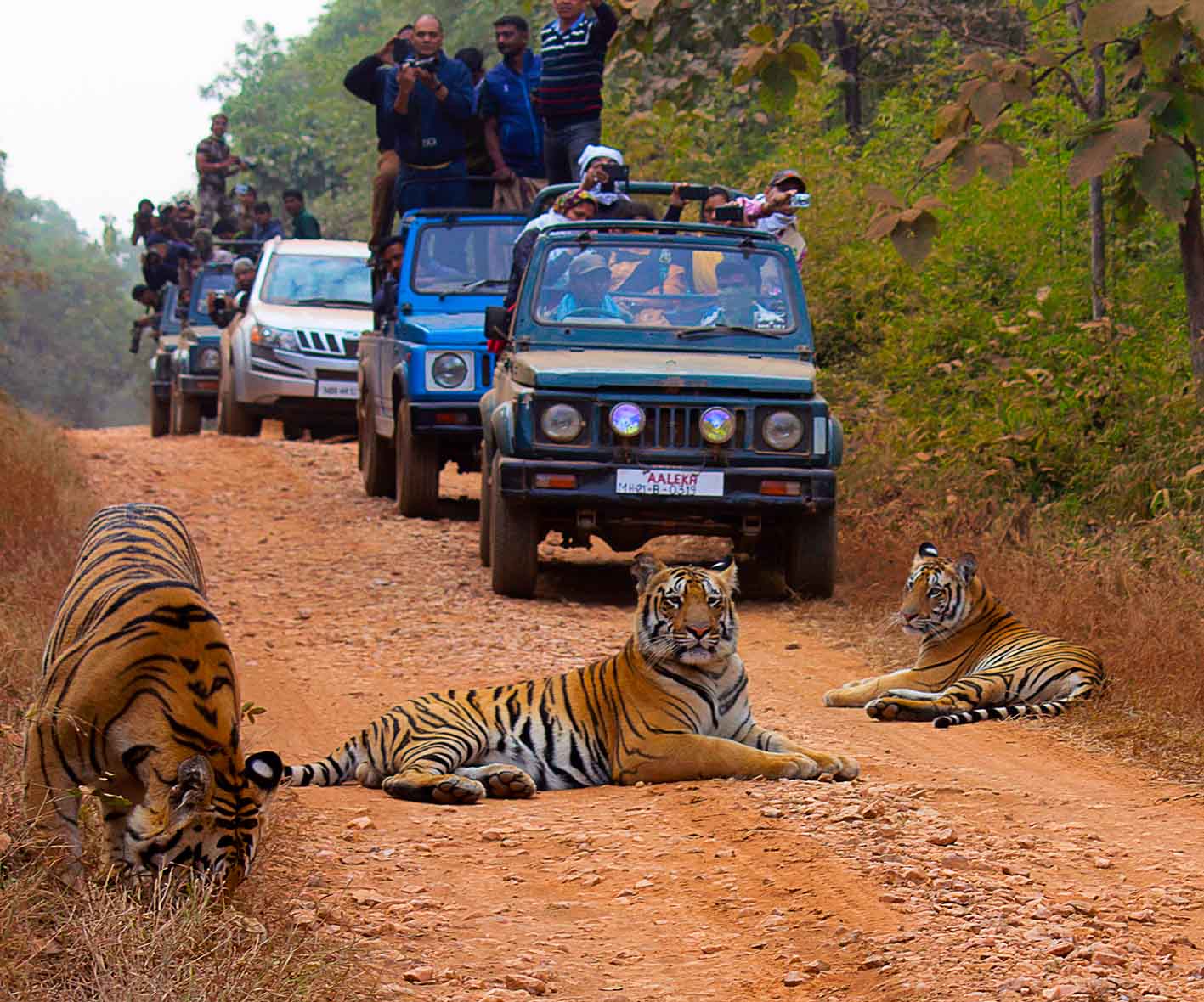 Tίγρεις στην Ινδία και σαφάρι