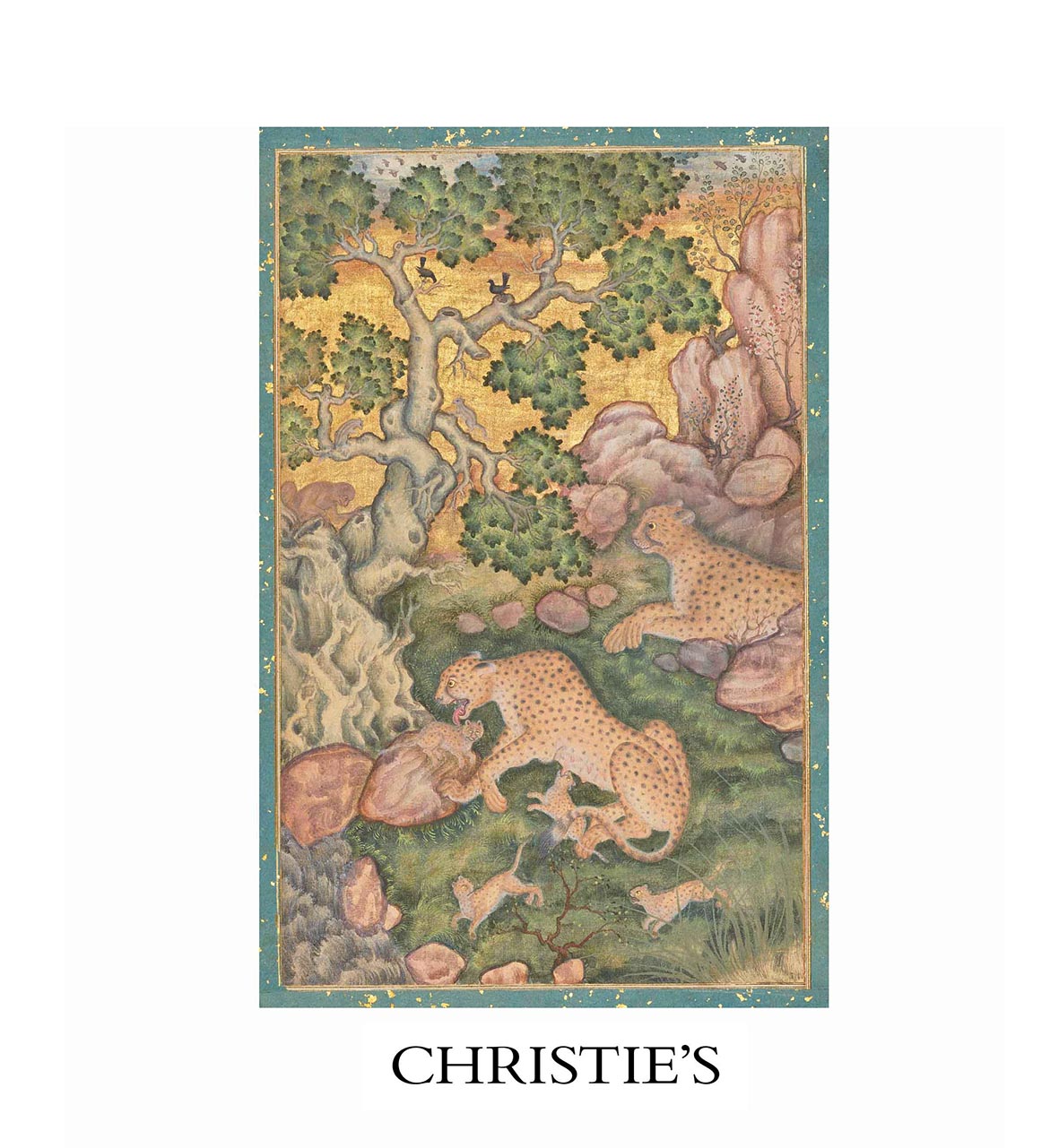 Οικογένεια τσιτάχ σε βραχώδες τοπίο του Basawan