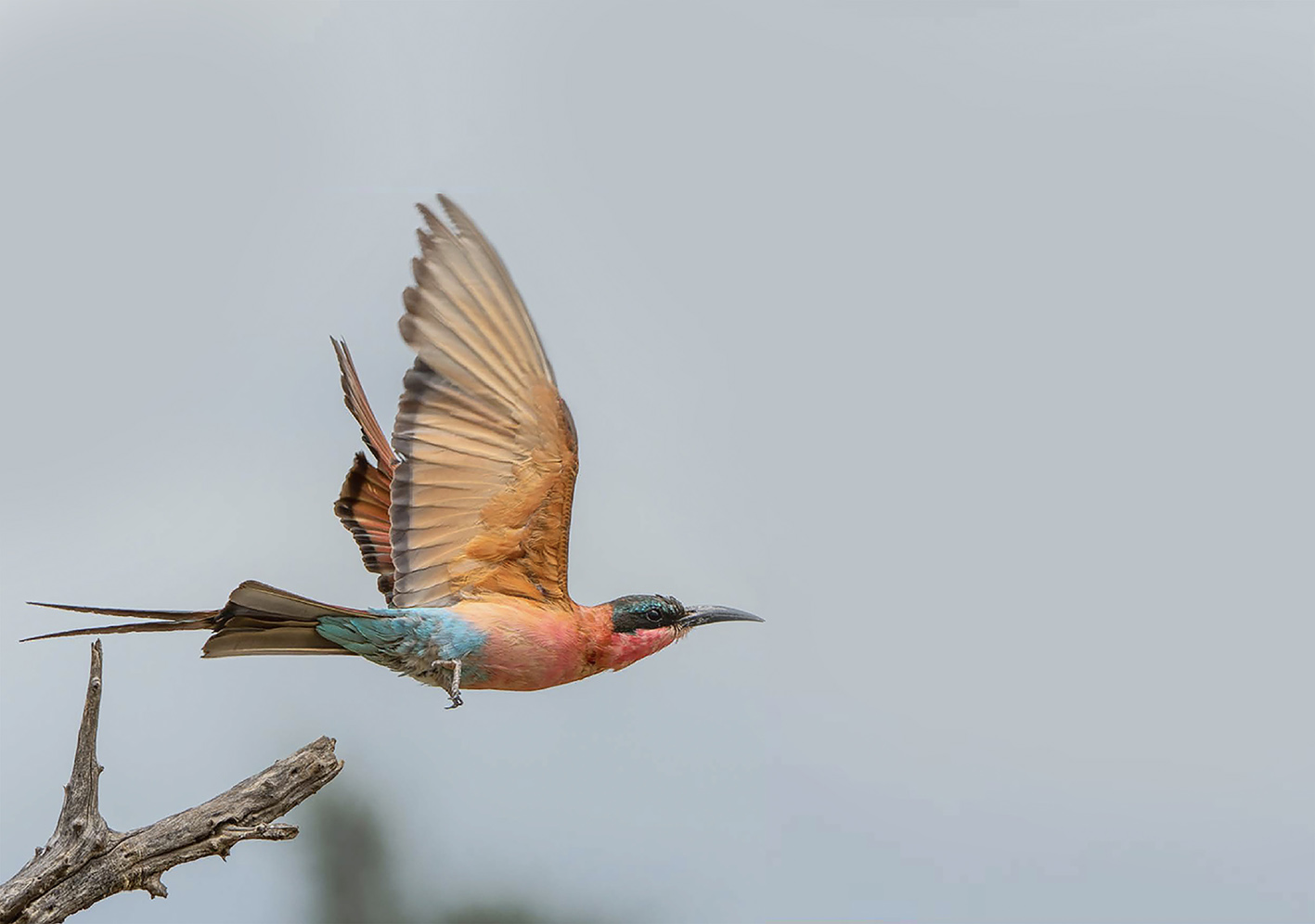 Το πουλί Carmine Bee Eater