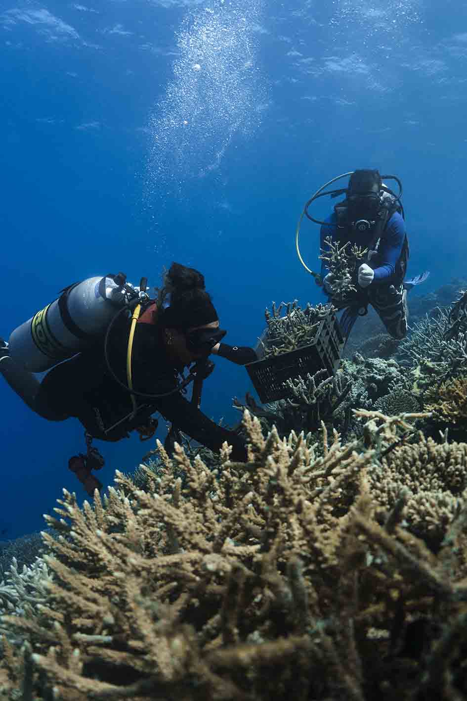Δύτες ολοκληρώνουν τη δράση αποκατάστασης κοραλλιογενών υφάλων γύρω από το W Maldives.