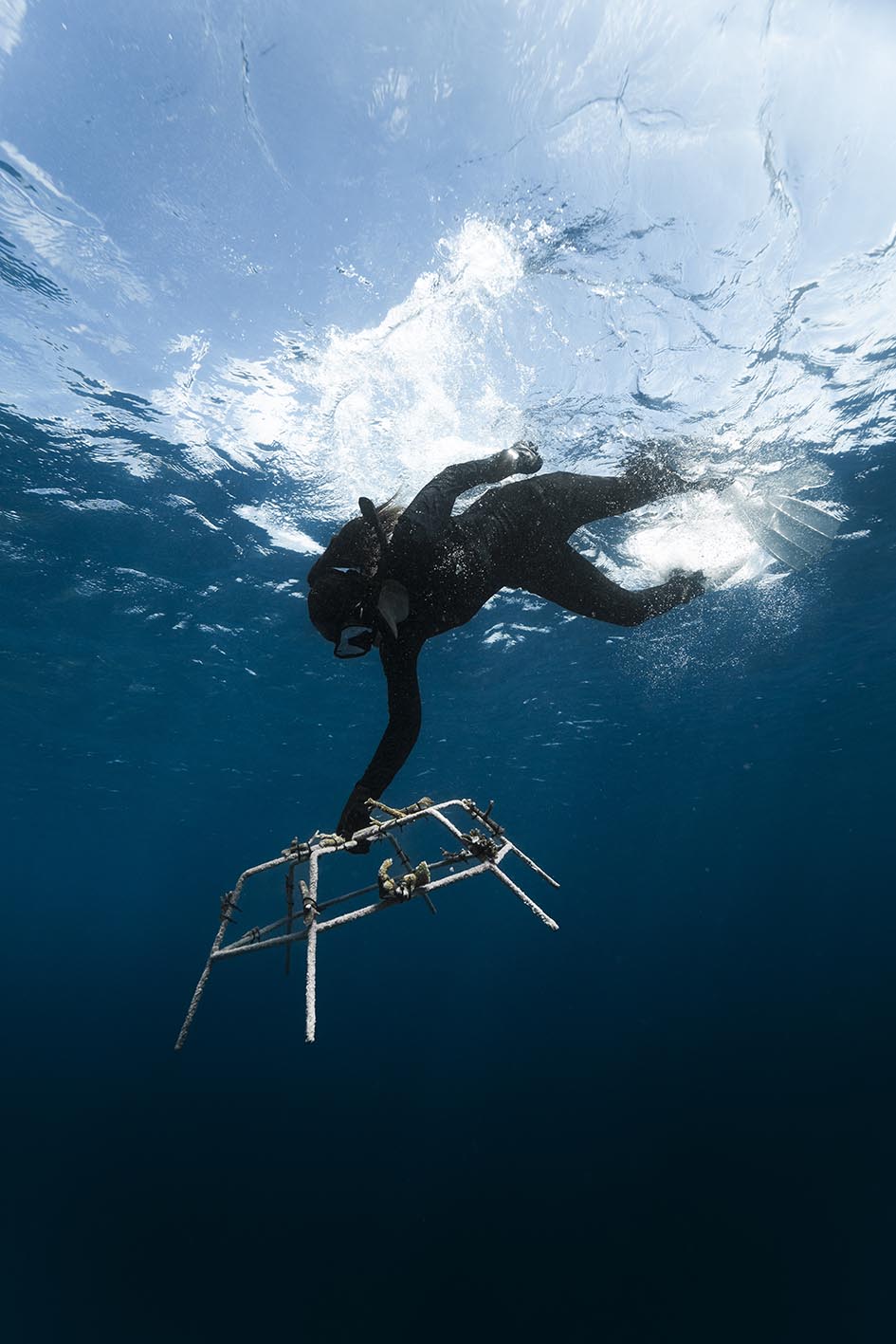 Δύτης βουτάει για να ολοκληρώσει τη δράση αποκατάστασης κοραλλιογενών υφάλων γύρω από το W Maldives.