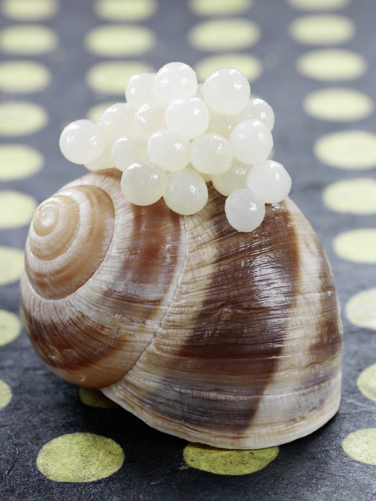 Σαλιγκάρι νοστιμιά για τη γαστρονομία