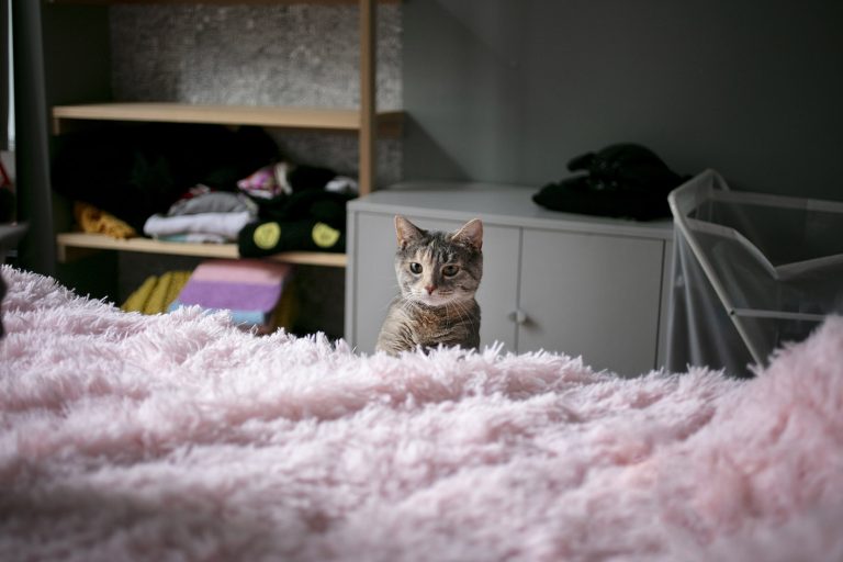 Γάτα ετοιμάζεται να ανέβει στο κρεβάτι