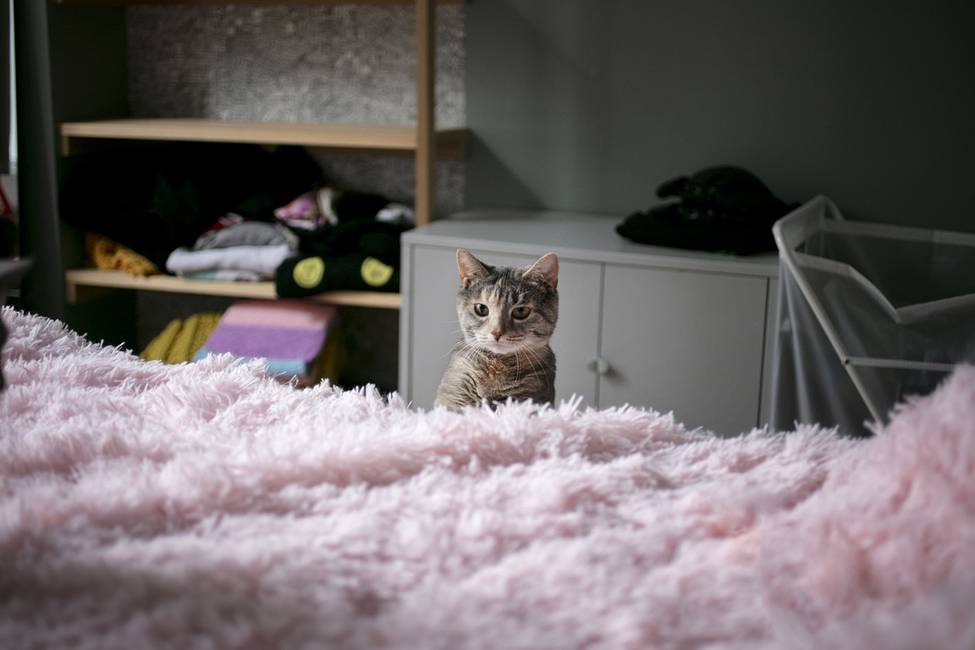 Γάτα ετοιμάζεται να ανέβει στο κρεβάτι