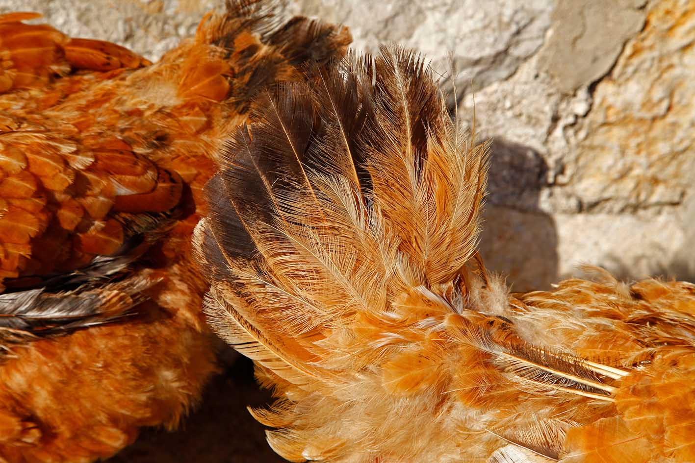 Φτερά κότας