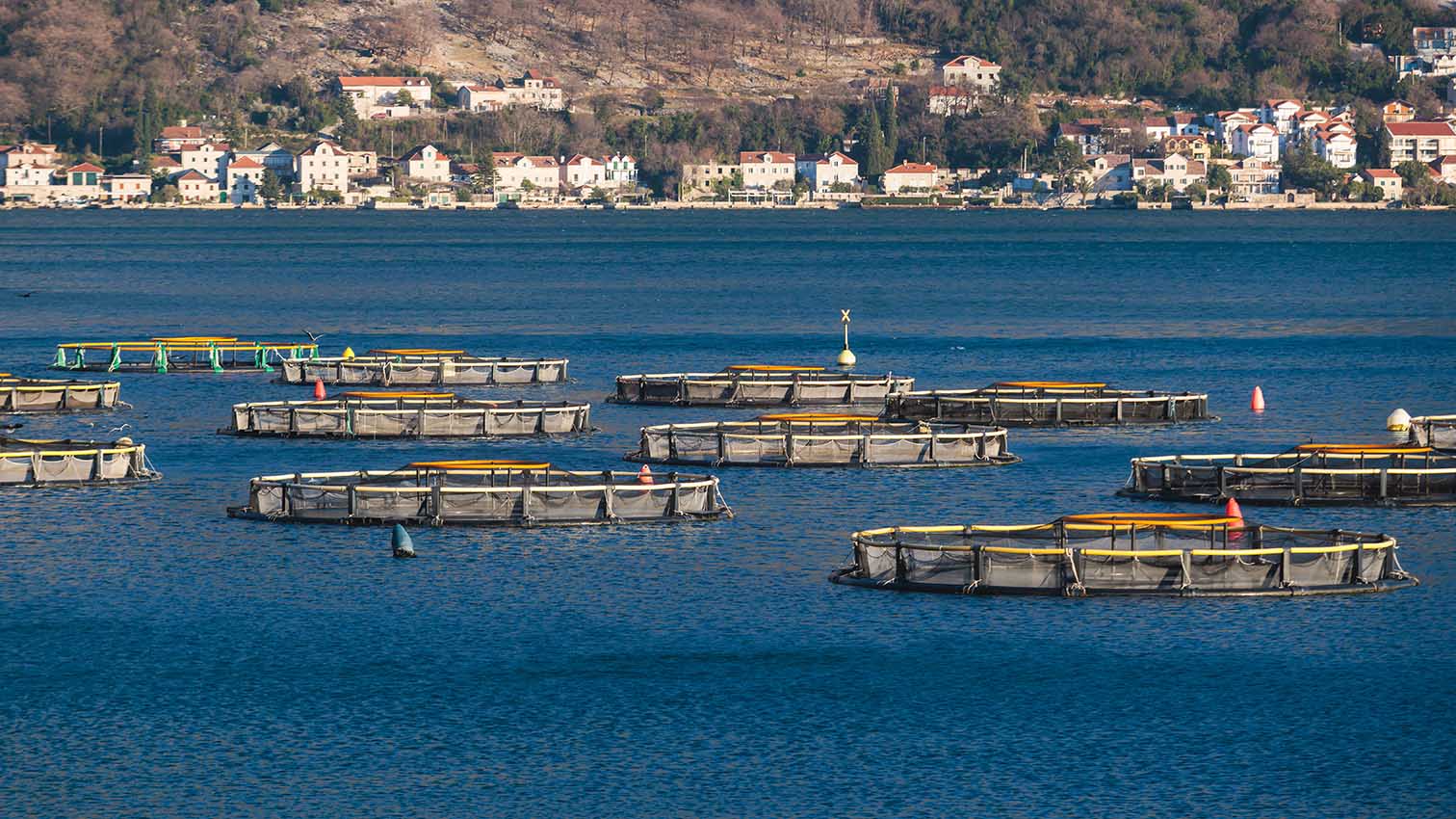 Ιχθυοκαλλιέργεια στη θάλασσα.