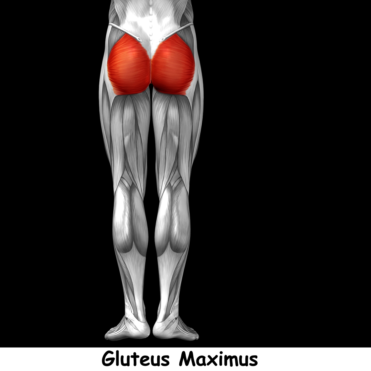 Ιλουστρατιον σώμα με τους γλουτούς μύες