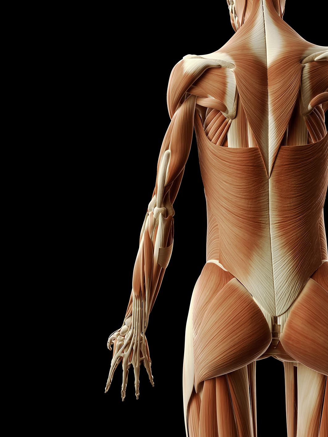 Μύες του σώματος σε ιλουστράτιον εικόνα