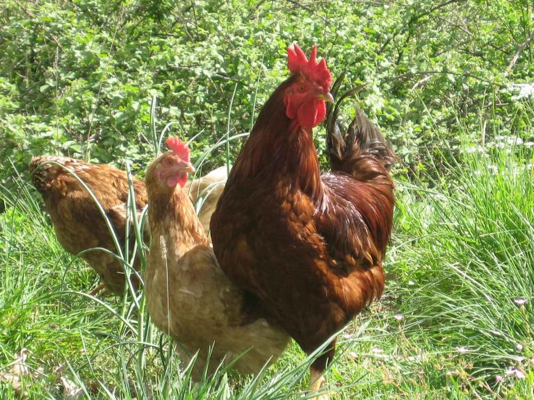 Κότες και κόκορας στην Άνδρο