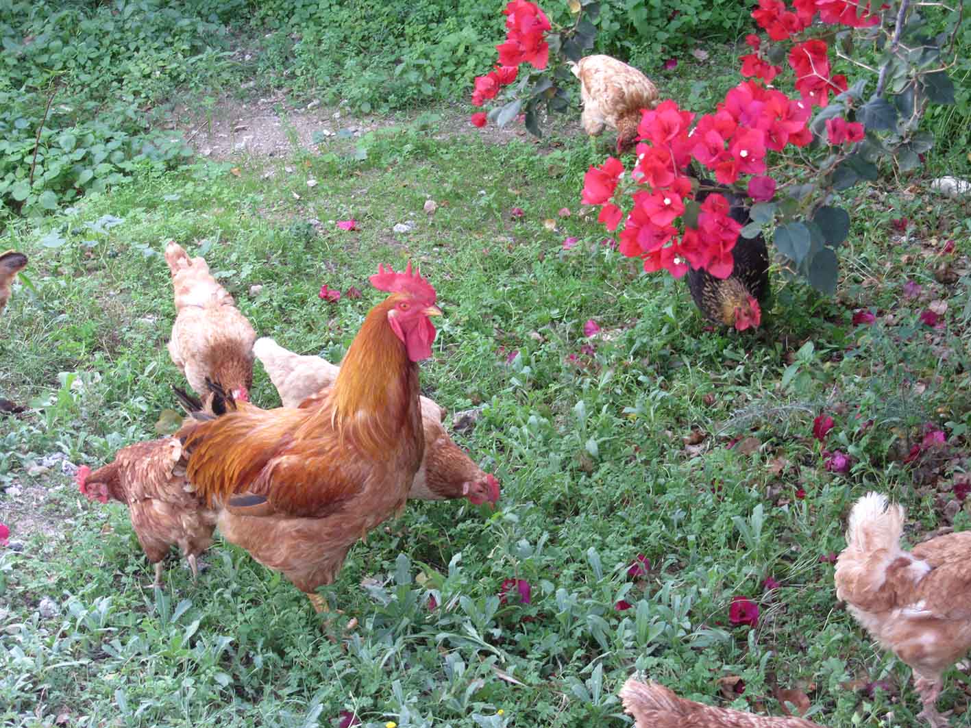 Κότες στην Πύλο