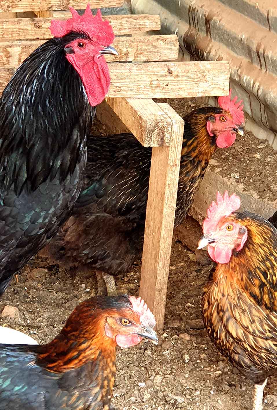 Κότες και κόκορας στη Ρήνεια