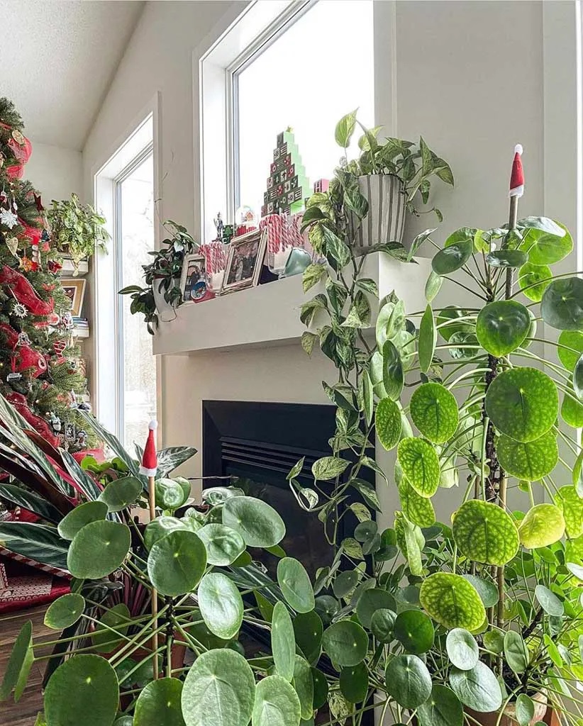 Φυτά και χριστουγεννιάτικη μουσική και διακόσμηση