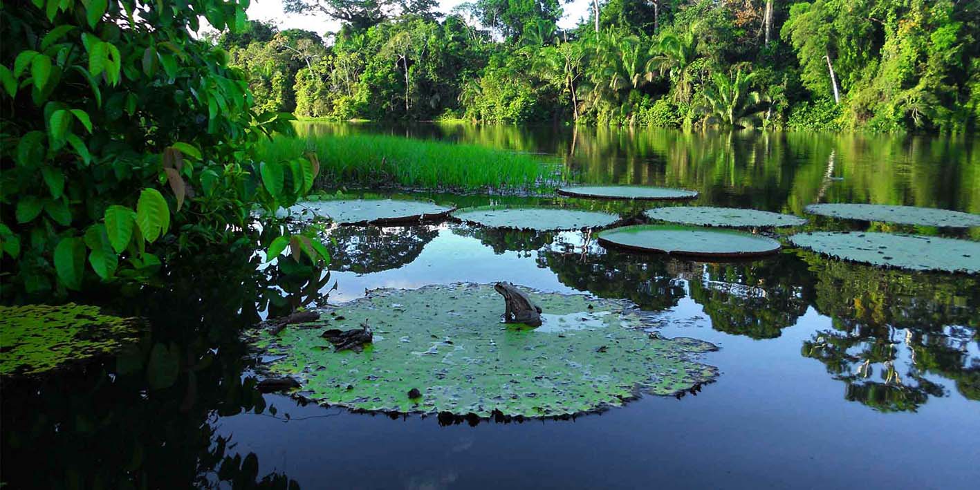 Το δάσος του Αμαζονίου στην Κολομβία