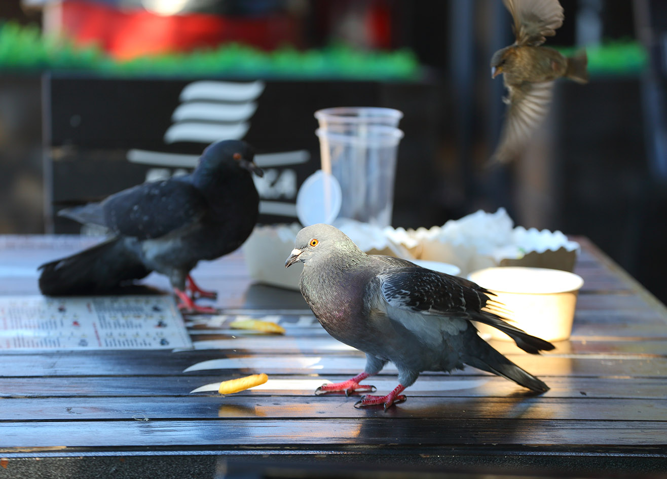 Περιστέρια τρώνε υπολείματα φαγητού από τραπέζι σε καφέ