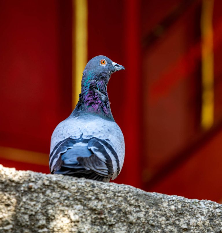 Περιστέρι στην Απαγορευμένη Πόλη στο Πεκίνο της Κίνας